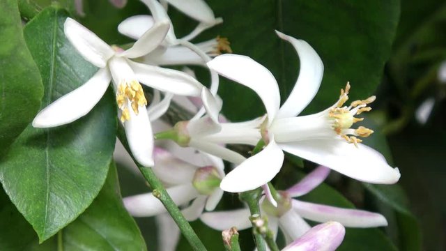 die Bl&uuml;te von einer Limette an einem Baum