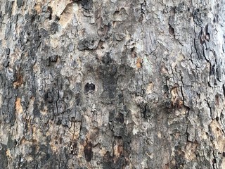 Highly detailed tree bark texture. Close-up tree structure