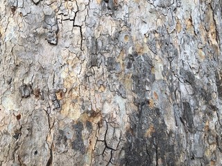 Highly detailed tree bark texture. Close-up tree structure