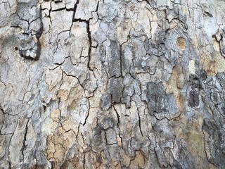 Highly detailed tree bark texture. Close-up tree structure
