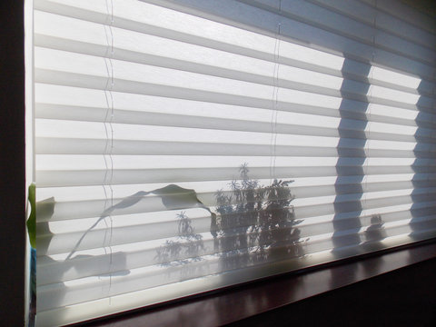 Pleated blinds XL white color, with 50mm fold closeup in the window opening. On the windowsill behind pleated shades, shadows of indoor plants shine through. Modern home curtains closed.