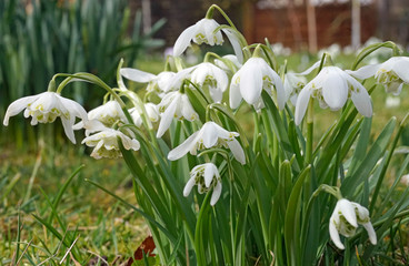 Fototapeta premium Frühlingserwachen