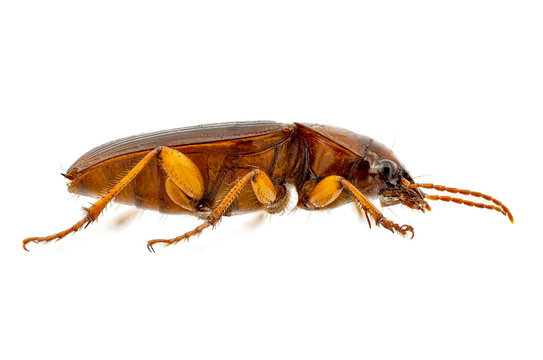 Side view on a harpalus erraticus from an insect collection