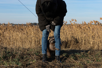 Raccoon hugged a woman by the leg.