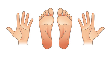 Human body parts. Male and female hands and feet