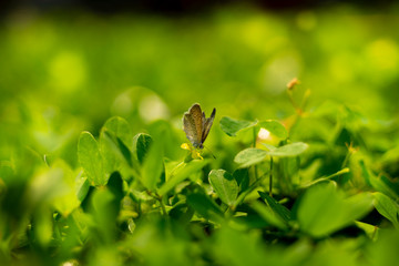 Beautiful Butterflies