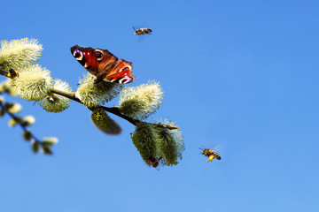 Butterflie Peacock eye and bees collect nectar from a fluffy flowering willow against a blue sky in...
