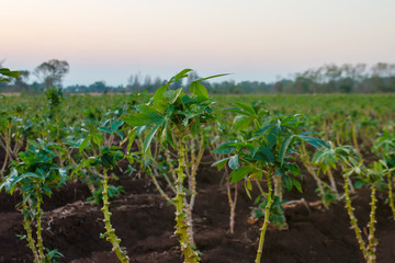 cassava tree growth in planting farm, manioc or tapioca planting field, plot soil for cassava plantation, tapioca leaves, cassava planting plot land, agricultural cassava field plant, manioc farmland