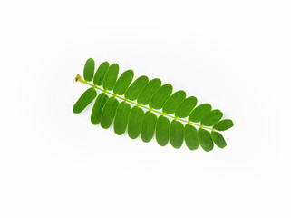 green fern leaf isolated on white background © jan nakhonkae