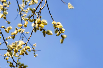 Fluffy flowering willow against the blue sky. Spring background