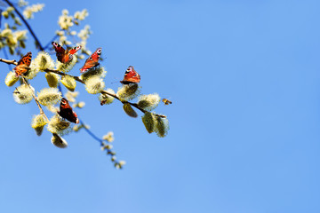 Many butterflies Peacock eye and bees collect nectar from a fluffy flowering willow against a blue sky in spring - obrazy, fototapety, plakaty