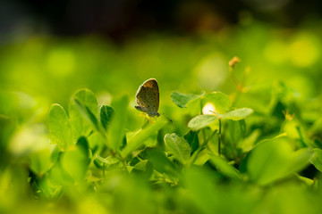 Beautiful Butterflies
