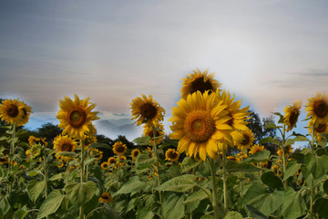 field of sunflowers and blue sky