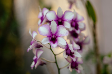 Vietnam Orchids