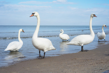 Swans standing on the seashore