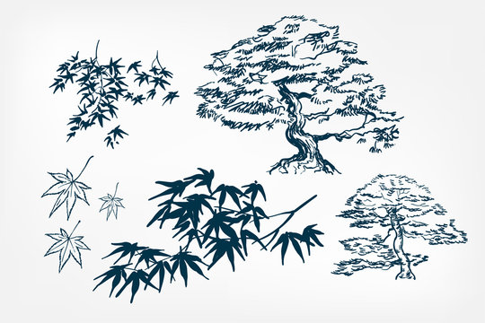 Maple Tree Leaves Branches Sketch Vector Japanese Illustration Ink Design Elements