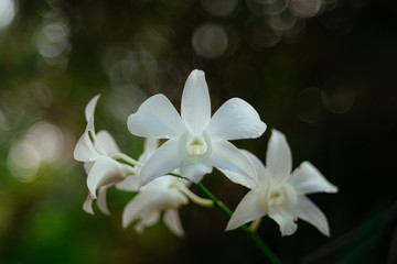 Vietnam Orchids