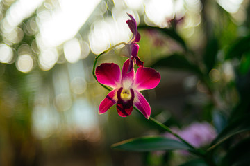 Vietnam Orchids
