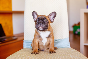 French bulldog puppy