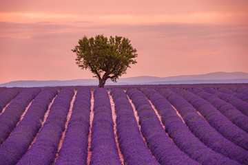 Panoramic view of French lavender field at sunset. Sunset over a violet lavender field in Provence, France, Valensole. Summer nature landscape. Beautiful landscape of lavender field, boost up colors