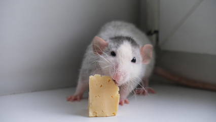 rat eats cheese with pleasure