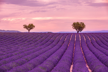 Naklejka na ściany i meble Peaceful nature, summer sunset landscape. Lavender field summer sunset landscape near Valensole. Provence, France