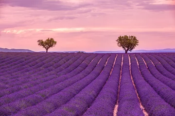 Schilderijen op glas Vreedzame natuur, zomerzonsondergang landschap. Lavendel veld zomer zonsondergang landschap in de buurt van Valensole. Provence, Frankrijk © icemanphotos