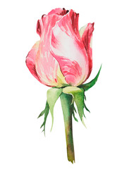 Elegant rose, red pink rose flowers on an isolated white background, watercolor illustration, watercolor flower.