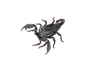 scorpion isolated on white background