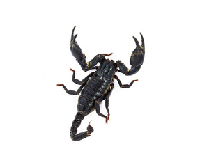 scorpion isolated on white background