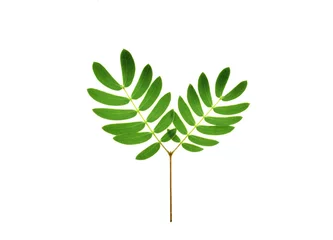 Stickers pour porte Monstera arbre avec des feuilles vertes isolated on white