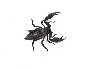 scorpion isolated on white background