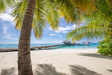 Tropical beach background with palm trees sunny scenery, wooden bridge at tropical beach in the Maldives at summer day