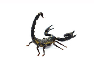 scorpion isolated on white background
