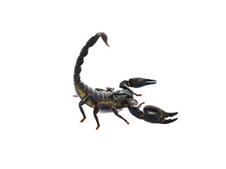 scorpion isolated on white background