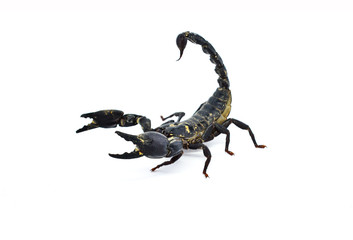 scorpion isolated on white background