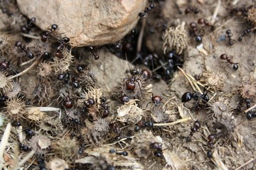 ants