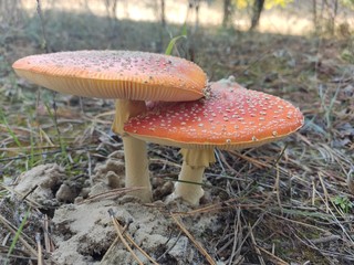 Poisonous mushrooms