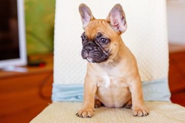 a French bulldog puppy 