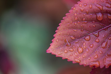 Red leaves with drops, autumn in the nature. Beautiful closeup leaf