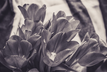 tulips bouquet. flowers in spring, summer, March 8, a gift for Mother's Day. Congratulations on the holiday. beautiful background