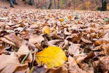 Abstract background of autumn leaves. Autumn background.