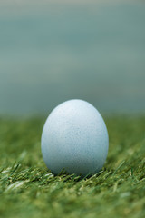 Blue chicken egg on grass, easter concept