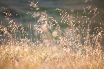Golden evening on the meadow, rural summer backgrounds
