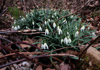 zwischen Ästen, Laub und Moos...