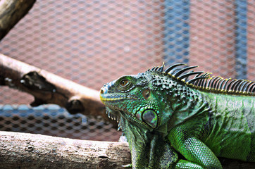 A crawling green iguana in the cage..
