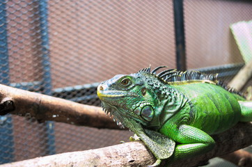 A crawling green iguana in the cage..