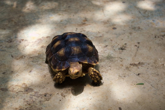 A slow walk turtle on sand.