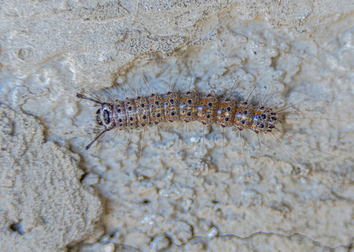 A colorful larva crowling on grey cement. Lake Baringo, Kenya.