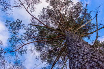 Crohn's large pine on a background of bright blue sky with white clouds